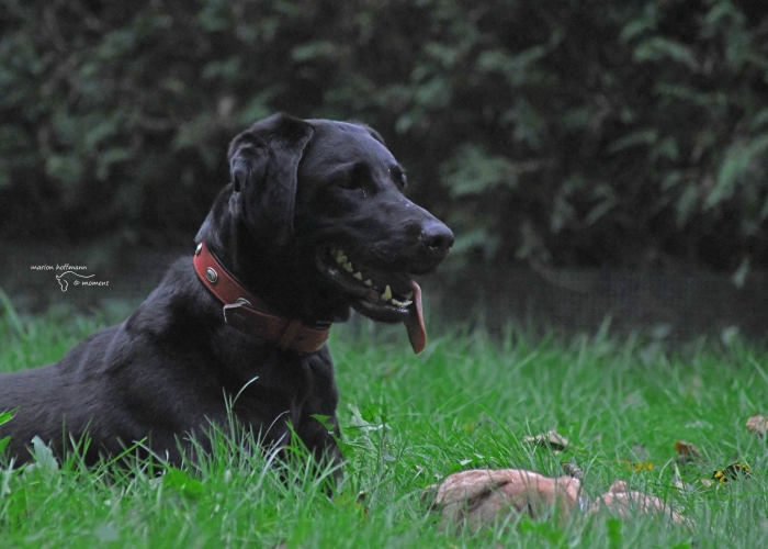 Labrador-Hund, Nala, Tierheim Burgdorf