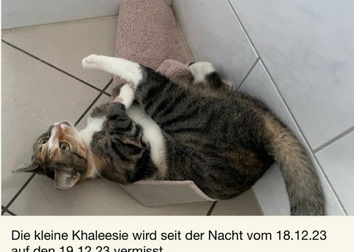 Hauskatze-Katze, Khaleesy, Tierheim Burgdorf
