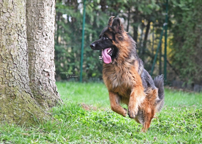 Deutscher Schäferhund-Hund, Gunny, Tierheim Burgdorf