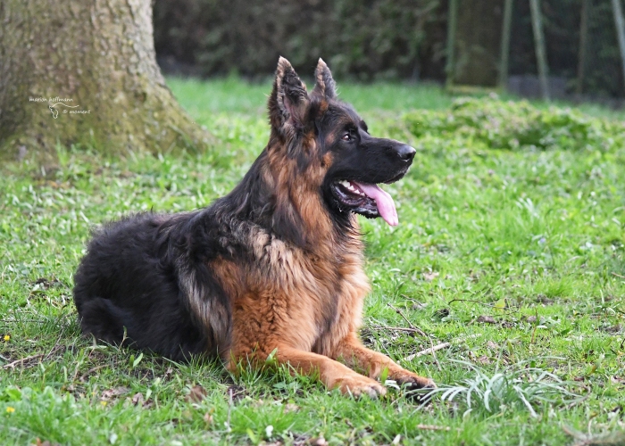 Deutscher Schäferhund-Hund, Gunny, Tierheim Burgdorf