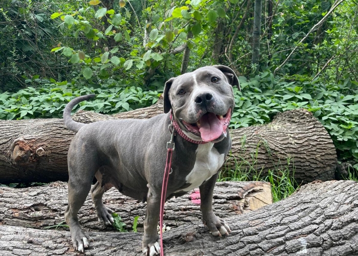 American Staffordshire Terrier-Hund, Titania, Tierheim Burgdorf