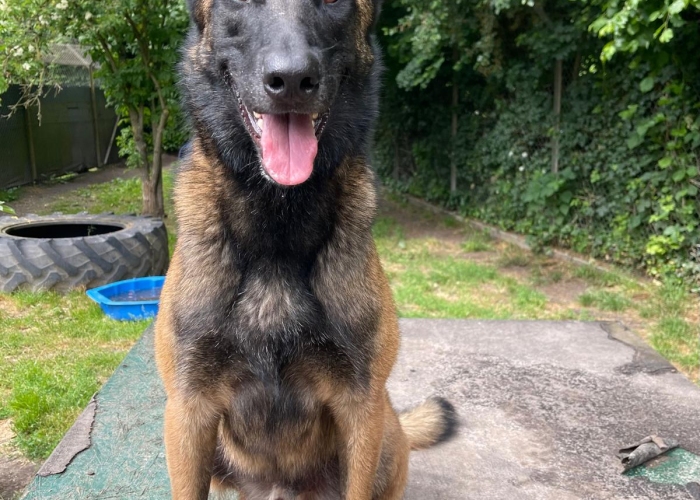 Malinois-Hund, Aiden , Tierheim Burgdorf