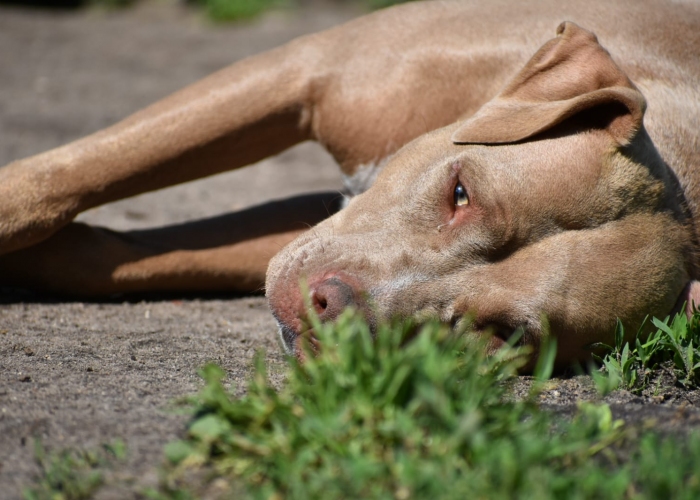 American Staffordshire Terrier -Hund, Arizona, Tierheim Burgdorf