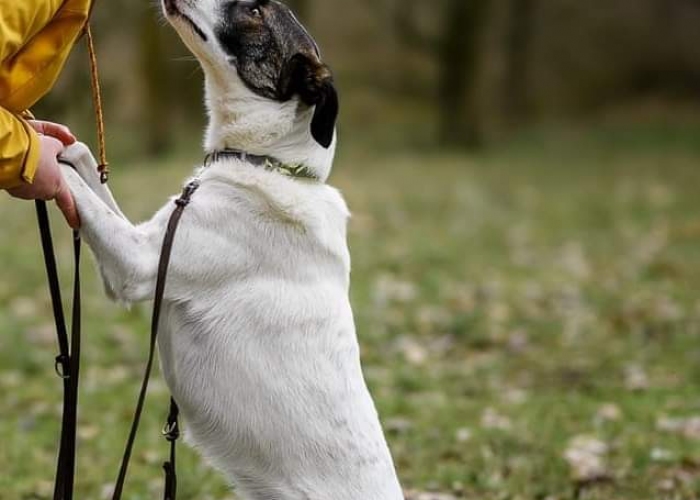 Mischling-Hund, Duplo, Tierheim Burgdorf