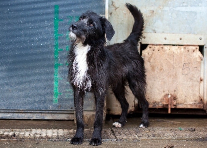 -Hund, Gamora, Tierheim Burgdorf