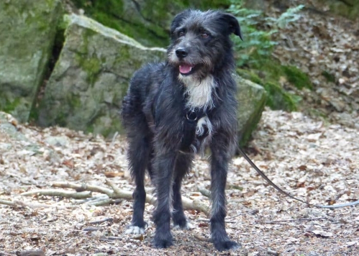 -Hund, Gamora, Tierheim Burgdorf