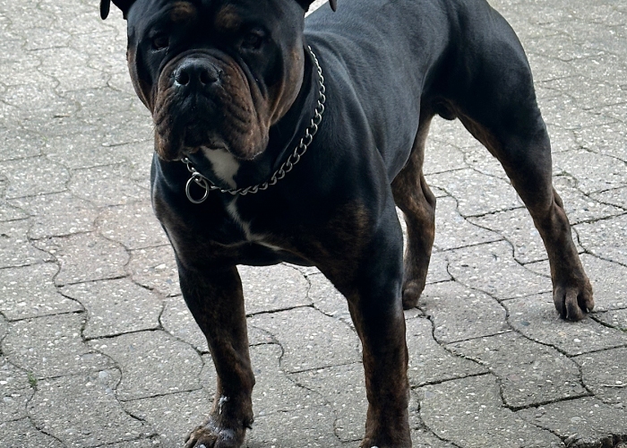 Old English Bulldog-Hund, Odin, Tierheim Burgdorf