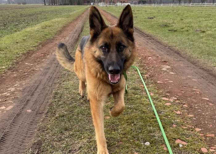 Deutscher Schäferhund-Hund, Nala, Tierheim Burgdorf