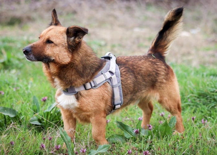 Mischling-Hund, Rocky, Tierheim Burgdorf