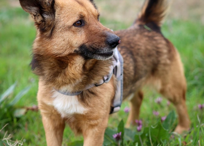 Mischling-Hund, Rocky, Tierheim Burgdorf