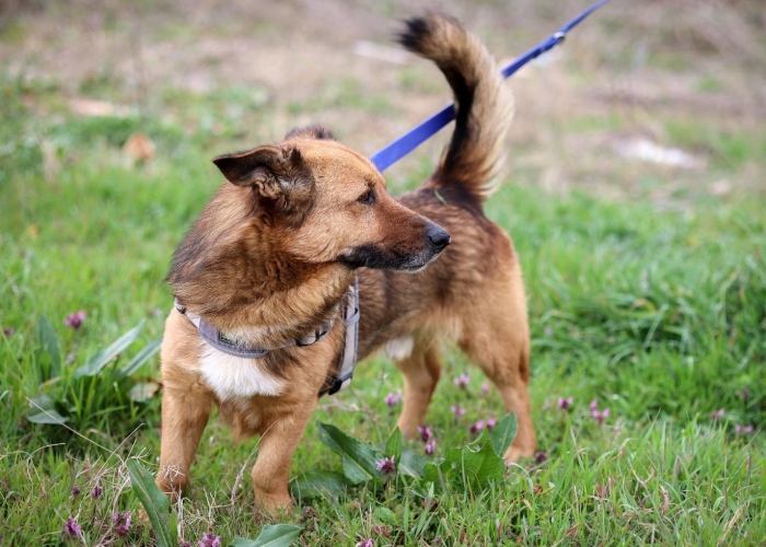 Mischling-Hund, Rocky, Tierheim Burgdorf