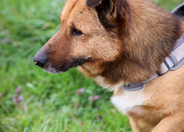 Mischling-Hund, Rocky, Tierheim Burgdorf