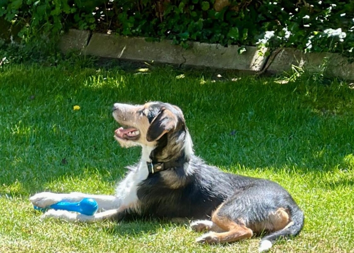 Hund, Berner Sennenmix, Milow, Tierheim Burgdorf