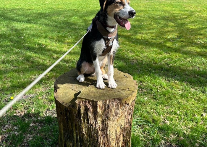 Berner Sennenmix-Hund, Milow, Tierheim Burgdorf