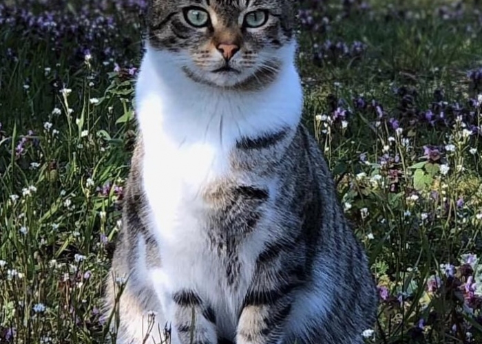 Katze, Hauskatze, Bobby, Tierheim Burgdorf