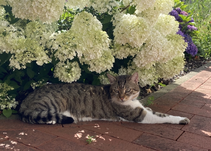 Hauskatze-Katze, Bobby, Tierheim Burgdorf