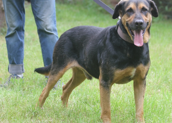 Mischling-Hund, Rufus, Tierheim Burgdorf