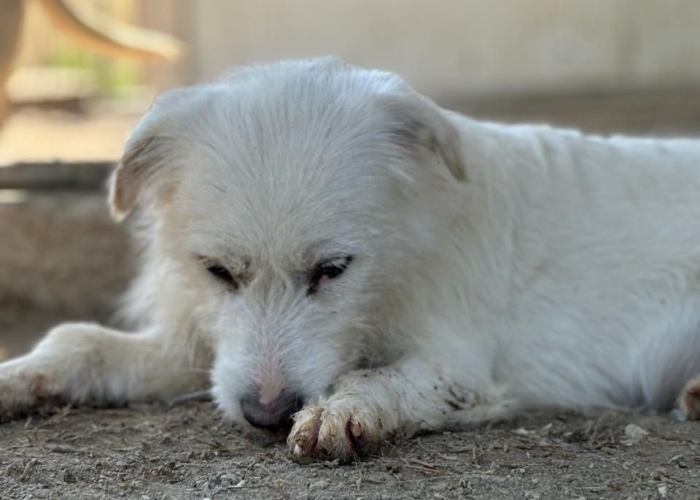 Mischling-Hund, Frida, Tierheim Burgdorf