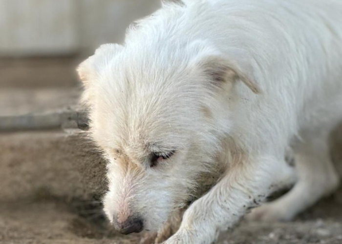 Mischling-Hund, Frida, Tierheim Burgdorf