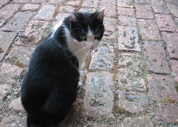 Katze, , , Tierheim Burgdorf