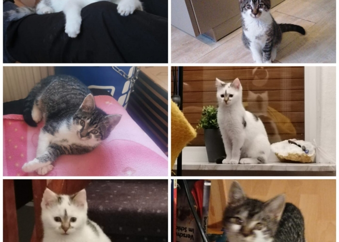 Katze, EKH, LuluundTabby, Tierheim Burgdorf