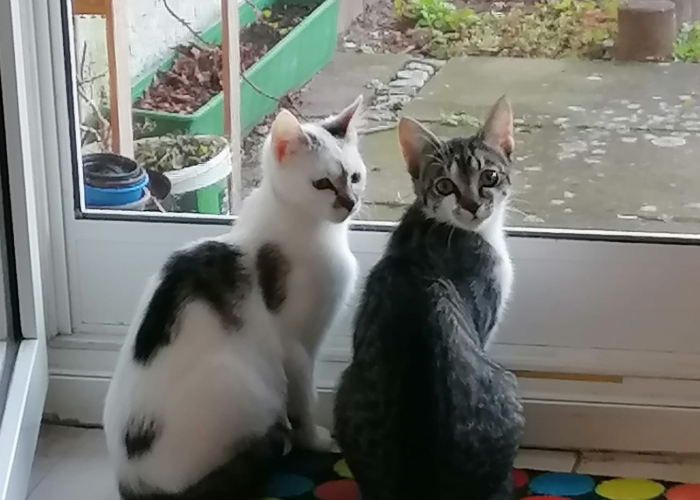 EKH-Katze, LuluundTabby, Tierheim Burgdorf