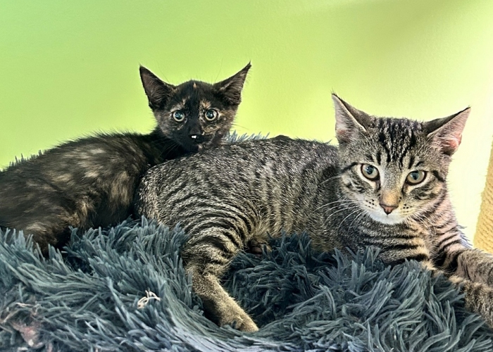 Katze, EKH, Unsere Kinderstube, Tierheim Burgdorf