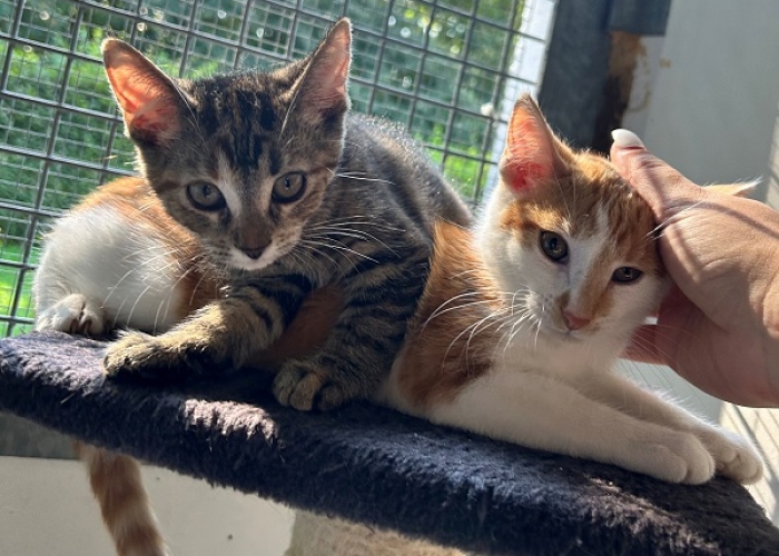 EKH-Katze, Unsere Kinderstube, Tierheim Burgdorf