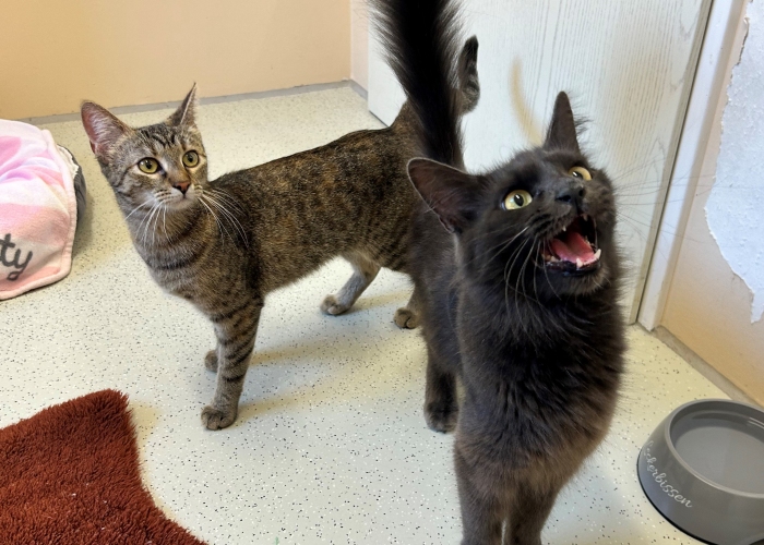 Katze, Nebelung und EKH, Akari und Ruri, Tierheim Burgdorf