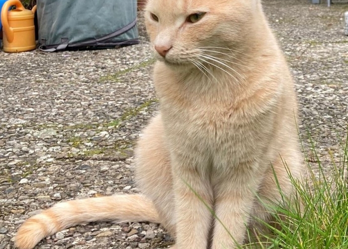 Katze, Mischling, Georgie, Tierheim Burgdorf