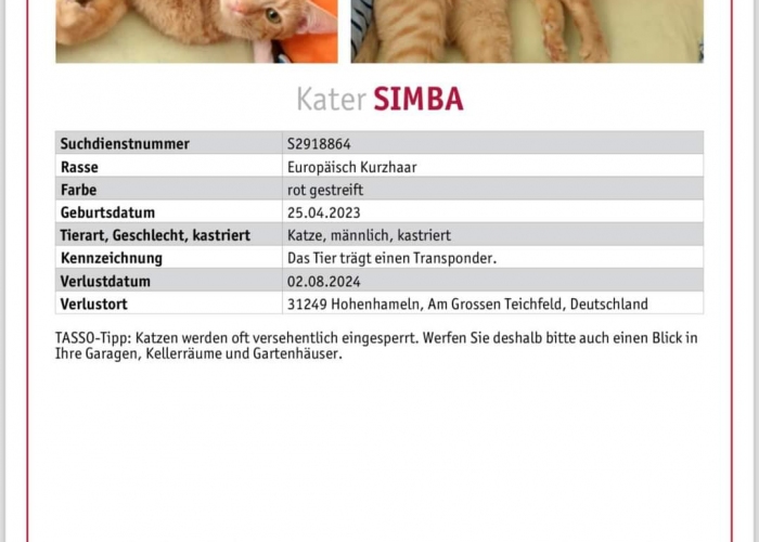 Katze, EKH, SimbaausHohenhameln, Tierheim Burgdorf