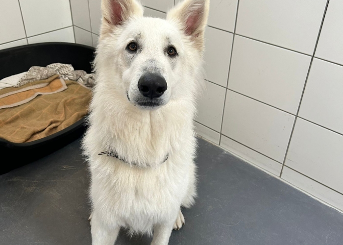 Schweizer Schäferhund-Hund, Alfons, Tierheim Burgdorf