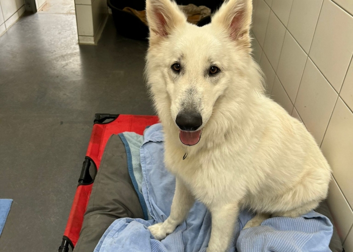 Schweizer Schäferhund-Hund, Alfons, Tierheim Burgdorf