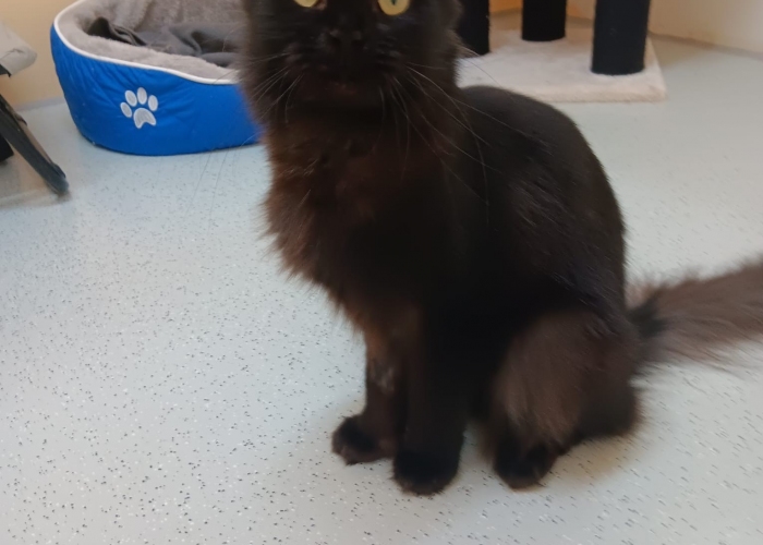 Katze, Nebelung, Takara, Tierheim Burgdorf