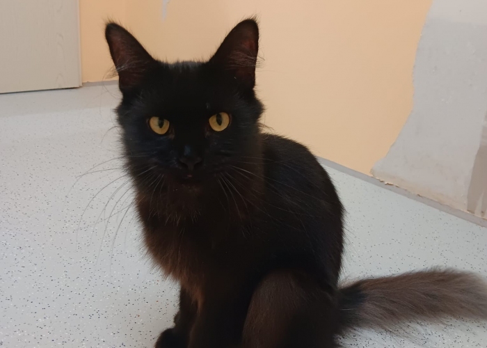 Nebelung-Katze, Takara, Tierheim Burgdorf