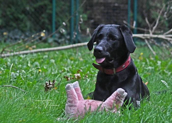 Labrador-Hund, Nala, Tierheim Burgdorf