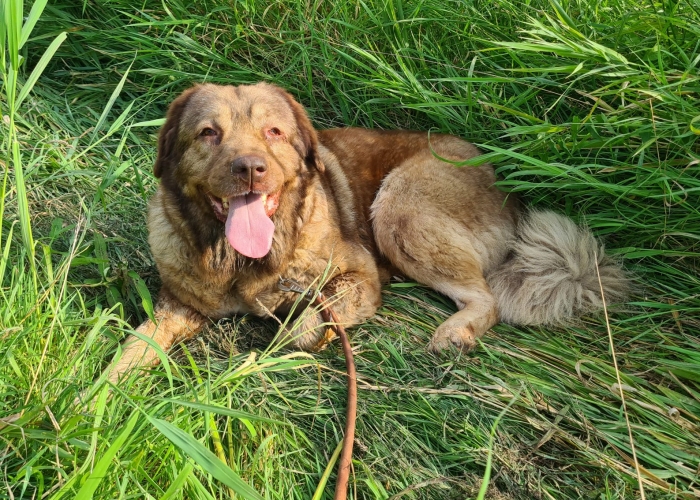 Herdenschutzhund-Hund, Holly, Tierheim Burgdorf