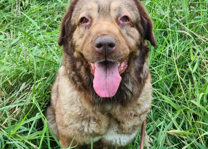 Herdenschutzhund-Hund, Holly, Tierheim Burgdorf