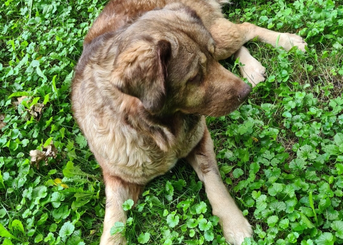 Herdenschutzhund-Hund, Holly, Tierheim Burgdorf