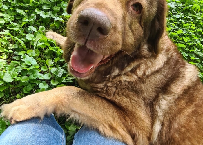 Herdenschutzhund-Hund, Holly, Tierheim Burgdorf