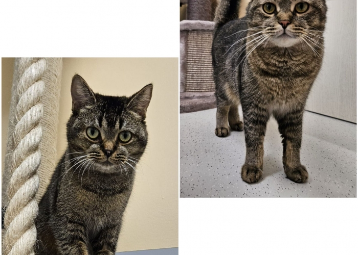 Katze, BKH, Mike und Molly, Tierheim Burgdorf