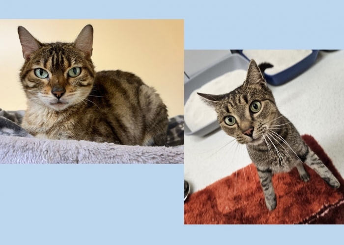 Bengale / EKH-Katze, Akisha und Tiger, Tierheim Burgdorf